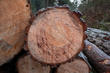 Pilha de troncos de pinheiro com os an&eacute;is de crescimento vis&iacute;veis e o sangramento de resina num ambiente florestal