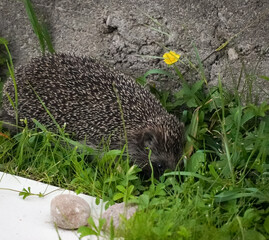 Close up of European hedgehog (Erinaceus europaeus) walking in a long grass with a yellow flower in...