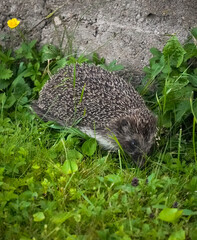 European hedgehog (Erinaceus europaeus) going for a daily walk in the garden with green grass and a conterte wall © Anna