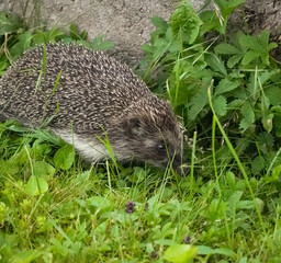 European hedgehog (Erinaceus europaeus) running in green grass and looking for food
