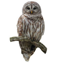 Barred Owl - Strix varia - Bird of Prey Isolated