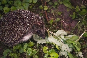 European hedgehog (Erinaceus europaeus) looking confused at you while he was eating a leaf in the garden © Anna