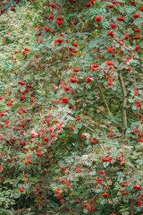 Background of mountain ash tree (Sorbus aucuparia) with green leafs and bright orange red berry...