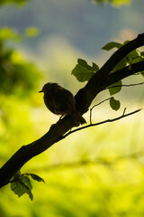 Silhouette of a small European Robin bird (Erithacus rubecula) sitting on a leaf tree branch with bright yellow green field in the background, North Rhine-Westphalia, Germany