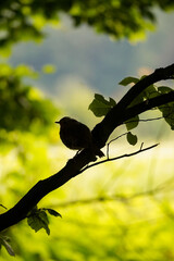 Silhouette of a European Robin bird (Erithacus rubecula) standing on a leaf tree branch with a bright meadow and leaf tree background, North Rhine-Westphalia, Germany