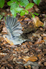 European Robin bird (Erithacus rubecula) with spread wings taking off to fly away from the ground that is covered with leafs, North Rhine-Westphalia, Germany