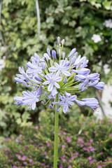 Beautiful African Lily (Agapanthus africanum) flowers.