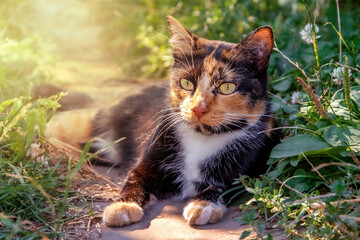 calico cat lies outside and basks in the sun