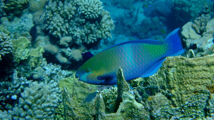 Rusty parrotfish (Scarus ferrugineus) undersea, Red Sea, Egypt, Sharm El Sheikh, Montazah Bay