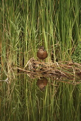 duck in the water with a reflection