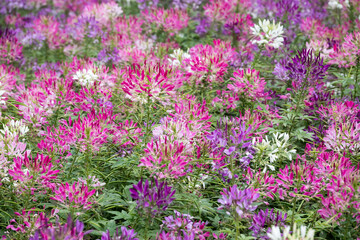 Obraz premium Beautiful Spiny Spider-flowers (Cleome spinosa) .