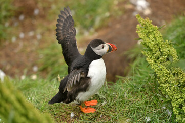 Atlantic Puffin, (Fratercula arctica), North Iceland
