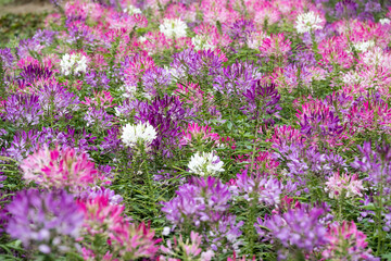 Beautiful Spiny Spider-flowers (Cleome spinosa) .