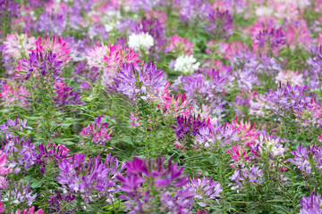 Obraz premium Beautiful Spiny Spider-flowers (Cleome spinosa) .