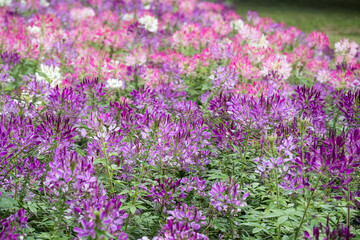 Beautiful Spiny Spider-flowers (Cleome spinosa) .