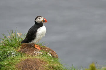 Atlantic Puffin, (Fratercula arctica), North Iceland