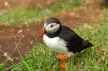 Atlantic Puffin, (Fratercula arctica), North Iceland