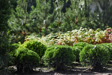 Obraz premium Background shot of little round shaped thuja bushes growing healthy and fresh for further sale under bright summer sunlight in plant nursery