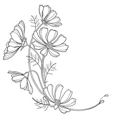 Corner bouquet of outline Cosmos or Cosmea flower bunch with leaf in black isolated on white background. 