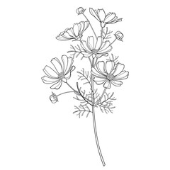 Stem with outline Cosmos or Cosmea bunch with leaf and bud in black isolated on white background. 
