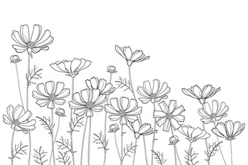 Bunch with outline Cosmos or Cosmea flowers, buds and leaf in black isolated on white background. 
