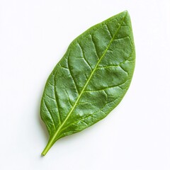 Obraz premium Single Fresh Spinach Leaf on White Background