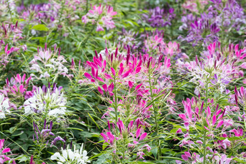 Beautiful Spiny Spider-flowers (Cleome spinosa) .