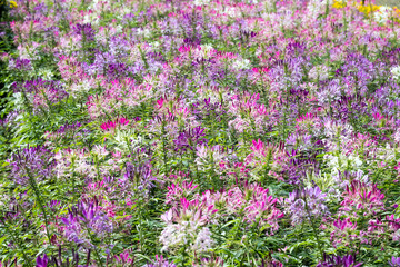 Beautiful Spiny Spider-flowers (Cleome spinosa) .