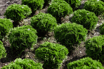 Obraz premium Background shot of clear rows of round shaped thuja shrubs for sale growing healthy and fresh under bright summer sunlight in garden center
