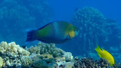 Rusty parrotfish (Scarus ferrugineus) undersea, Red Sea, Egypt, Sharm El Sheikh, Montazah Bay