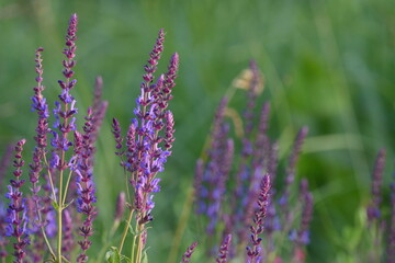 Sage flowers in summer in a field