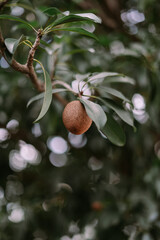 Sapodilla on Branch