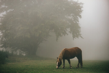 pasący się koń we mgle © marcin