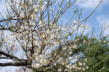 Beautiful plum flowers in thepark.