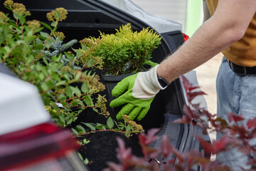 Cropped shot of male client wearing protective work gloves buying decorative shrubs in plant nursery loading potted thuja into car trunk