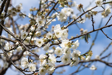 Beautiful plum flowers in thepark.
