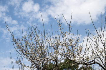 Beautiful plum flowers in thepark.