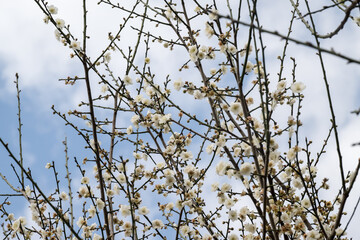 Beautiful plum flowers in thepark.
