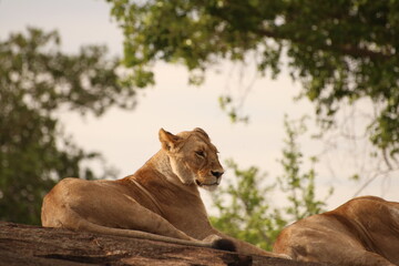 lioness relaxing in the wild