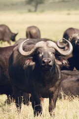 Obraz premium Curious buffalo