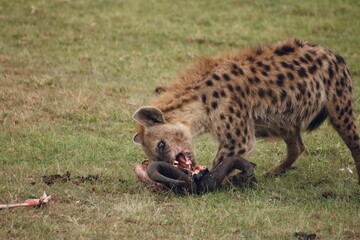 Spotted hyena eating