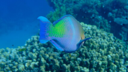 Rusty parrotfish (Scarus ferrugineus) undersea, Red Sea, Egypt, Sharm El Sheikh, Montazah Bay