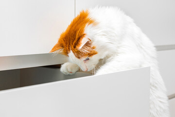 white domestic cat climbs into a cabinet drawer.  the cat takes something out of the closet....