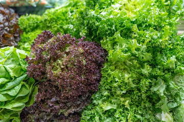 Fresh, vibrant green leafy lettuces beautifully arranged on a farmer's market stall, showcasing a variety of textures and shades of green, highlighting healthy eating and natural food