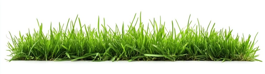 Obraz premium Lush Green Grass Isolated On White Background