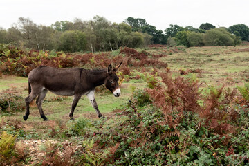 Donkey in the field