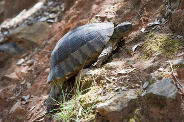 Fototapeta premium Sardinian Marginated Tortoise walking in the wild Sardinia, Italy