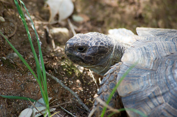 Sardinian Marginated Tortoise walking in the wild Sardinia, Italy