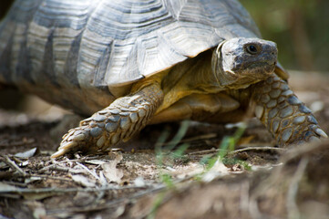 Naklejka premium Sardinian Marginated Tortoise walking in the wild Sardinia, Italy