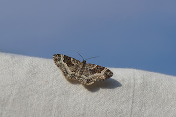 Common carpet or white-banded toothed carpet (Epirrhoe alternata). Geometer moth of the family Geometridae. On a sheet on the line. Flying up to the blue sky. Summer.